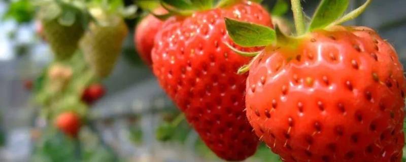 草莓是水果吗 草莓是水果吗还是蔬菜