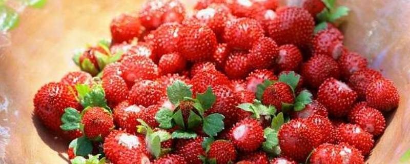 山上的野草莓叫什么 农村野草莓叫什么