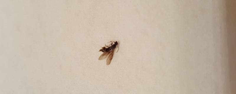 大水蚁怕蚊香吗 蚂蚁怕蚊香吗