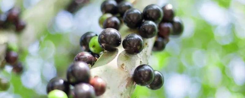 树葡萄皮和籽可以吃吗 树葡萄的籽可以吃吗?