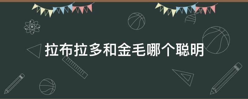 拉布拉多和金毛哪个聪明（拉布拉多和金毛哪个聪明哪个好）