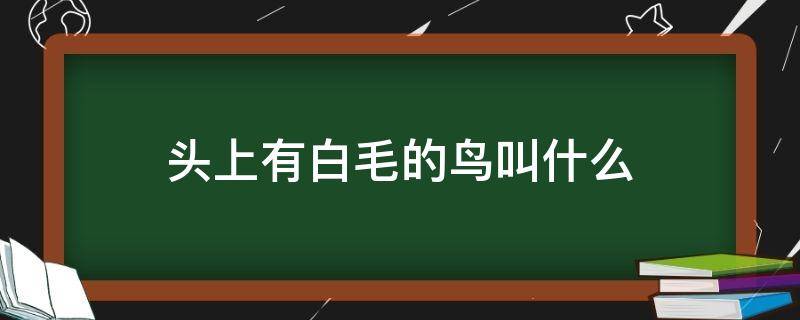 头上有白毛的鸟叫什么 头上有白毛的鸟叫什么名字