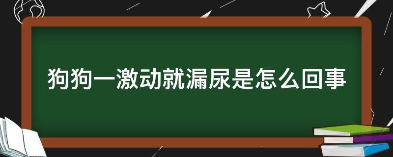 狗狗一激动就漏尿是怎么回事 狗狗激动了就漏尿