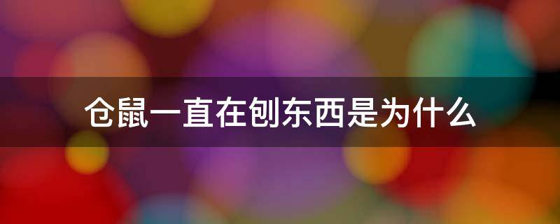 仓鼠一直在刨东西是为什么 刚到家的仓鼠一直在刨