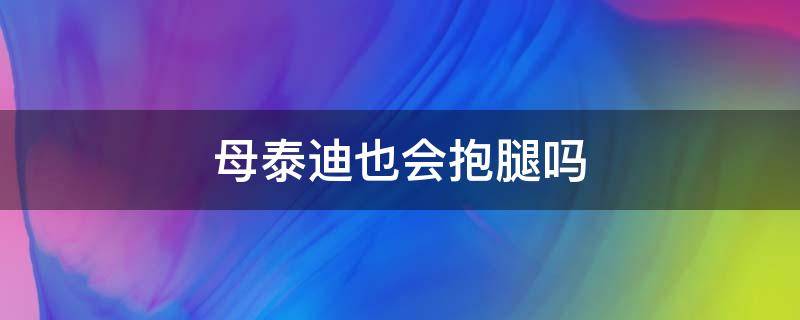 母泰迪也会抱腿吗 泰迪狗喜欢抱腿