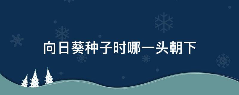 向日葵种子时哪一头朝下 向日葵的种子朝向