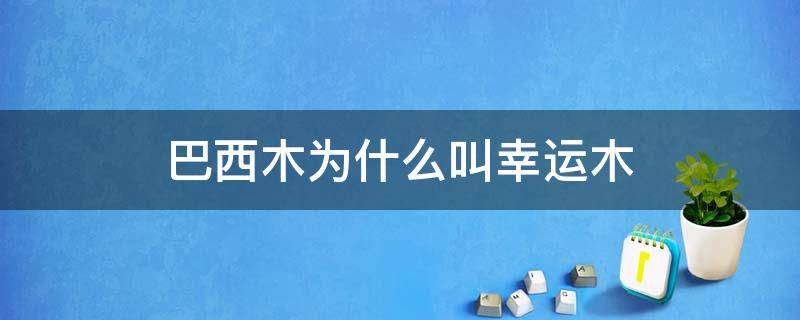 巴西木为什么叫幸运木 巴西木为什么叫幸运木上面那层蜡需要刮掉吗