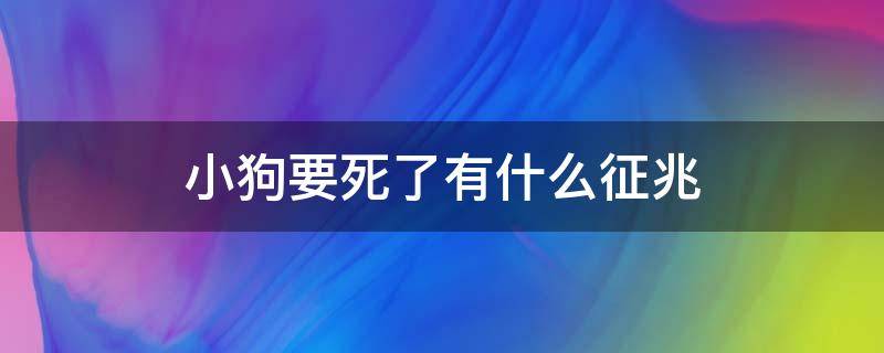 小狗要死了有什么征兆（小狗要死的时候什么征兆）