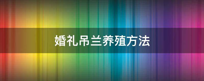 婚礼吊兰养殖方法 婚纱吊兰养殖