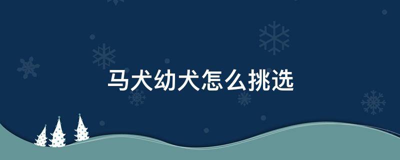 马犬幼犬怎么挑选（马犬的挑选方法）