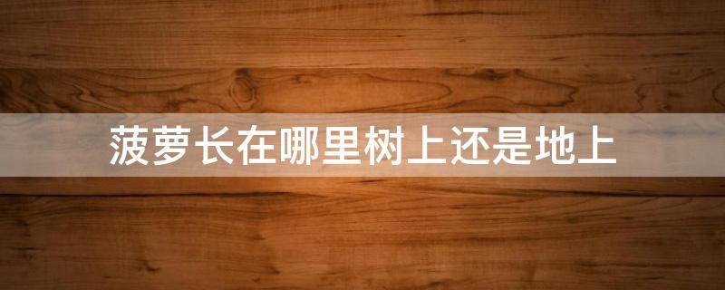 菠萝长在哪里树上还是地上 菠萝长在哪儿是树上还是地上?