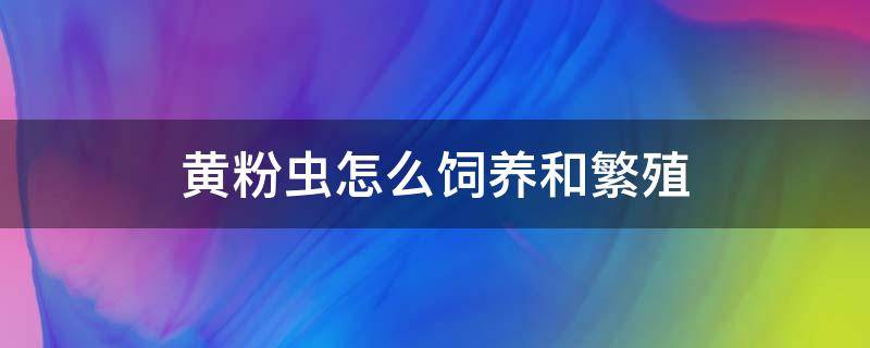 黄粉虫怎么饲养和繁殖（怎么样繁殖黄粉虫养殖过程）