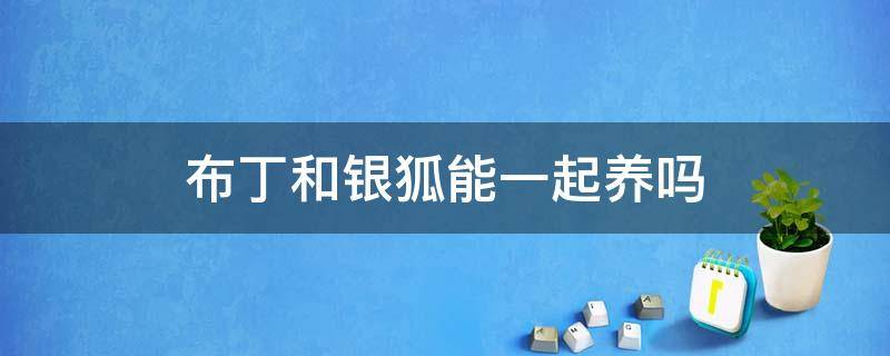 布丁和银狐能一起养吗 银狐和布丁可以一起养吗