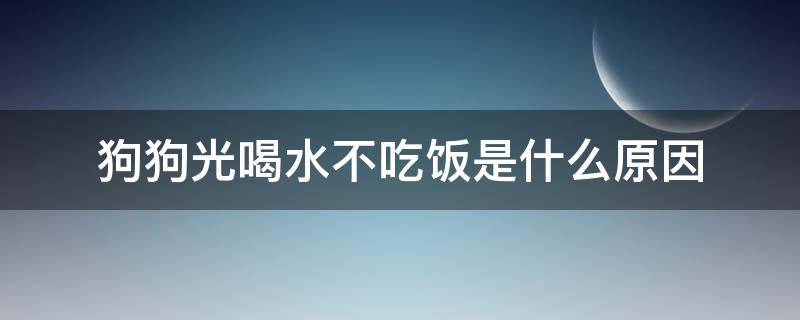 狗狗光喝水不吃饭是什么原因 狗狗光喝水不吃饭是怎么回事