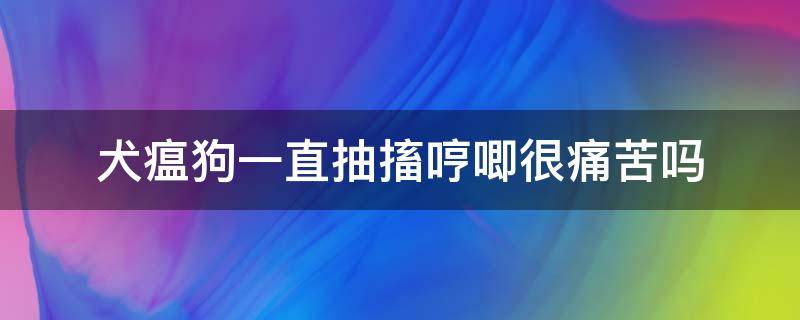 犬瘟狗一直抽搐哼唧很痛苦吗 犬瘟抽搐哼唧还有救吗