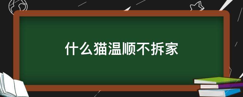 什么猫温顺不拆家（什么猫老实不拆家）