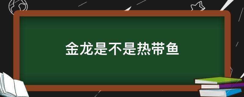 金龙是不是热带鱼（龙睛金鱼是热带鱼吗）