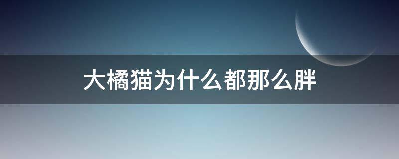 大橘猫为什么都那么胖 为何橘猫容易胖