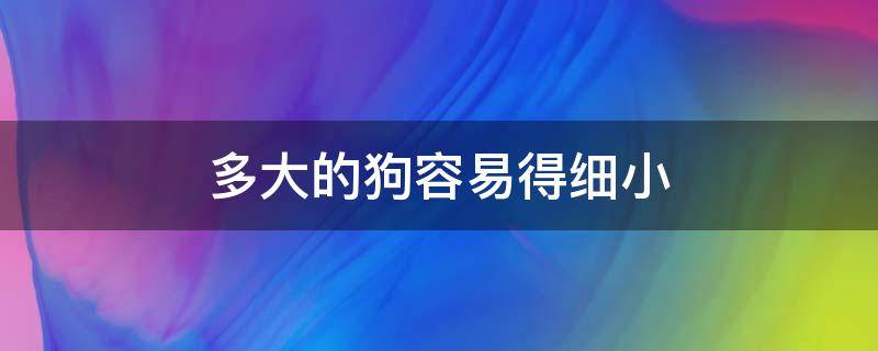 多大的狗容易得细小 狗狗多大易得细小