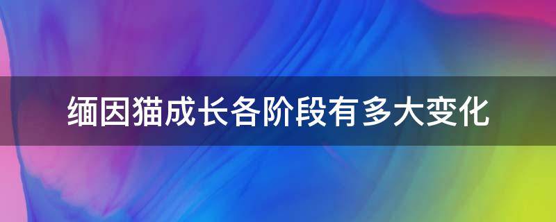 缅因猫成长各阶段有多大变化 缅因猫的生长周期