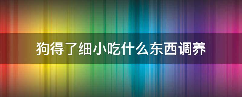 狗得了细小吃什么东西调养（狗狗细小好了之后调养吃什么啊）