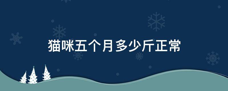 猫咪五个月多少斤正常 猫猫五个月多少斤