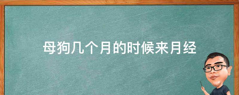 母狗几个月的时候来月经 母狗月经什么时候来月经