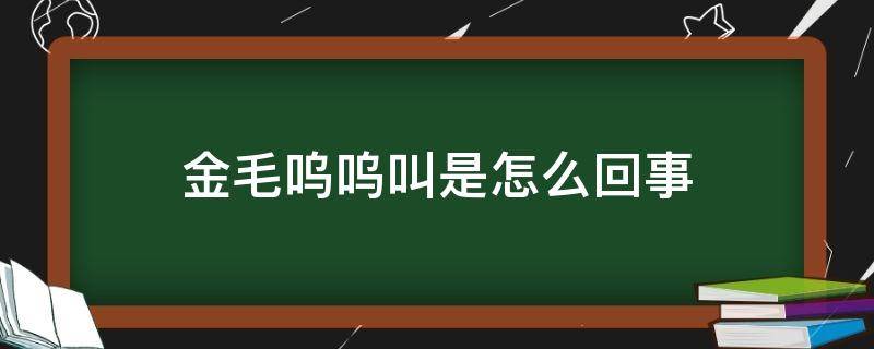 金毛呜呜叫是怎么回事 金毛狗呜呜叫是什么意思