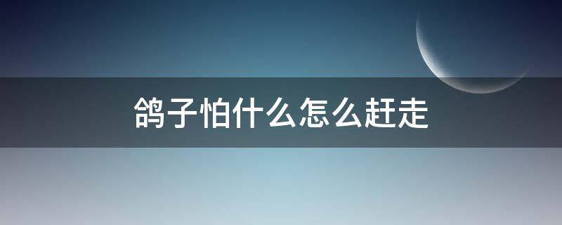 鸽子怕什么怎么赶走（怎么才能赶走鸽子）