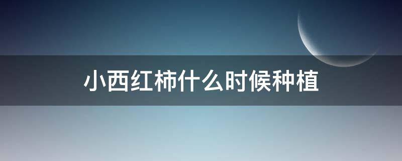 小西红柿什么时候种植 小西红柿适合几月份种植