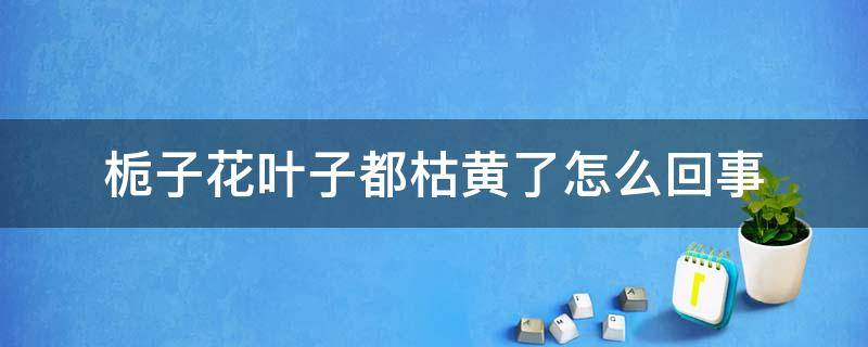 栀子花叶子都枯黄了怎么回事（栀子花叶子全部黄了是什么原因）