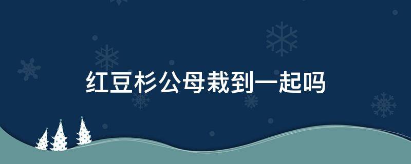 红豆杉公母栽到一起吗 红豆杉为什么要分公母