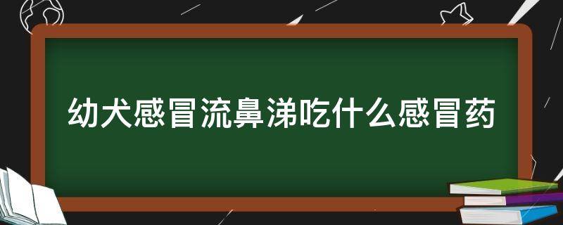 幼犬感冒流鼻涕吃什么感冒药（幼犬感冒流鼻涕吃什么药）