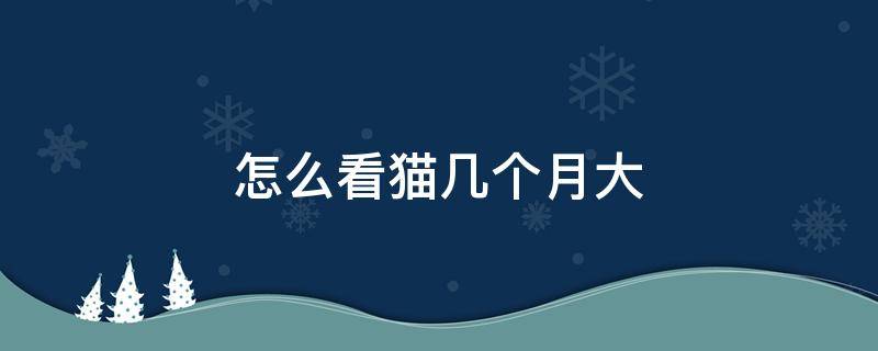 怎么看猫几个月大 怎么看出猫几个月大