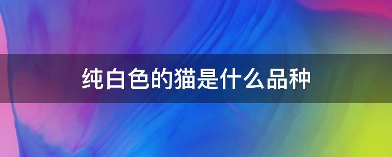 纯白色的猫是什么品种 纯白色的猫是什么品种图片