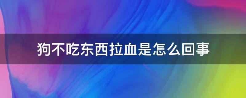 狗不吃东西拉血是怎么回事（狗狗拉血不吃东西是什么原因）