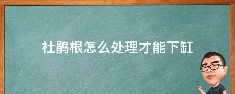 杜鹃根怎么处理才能下缸（杜鹃根需要怎么处理）