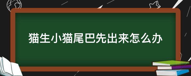 猫生小猫尾巴先出来怎么办（生猫咪尾巴先出来正常吗）