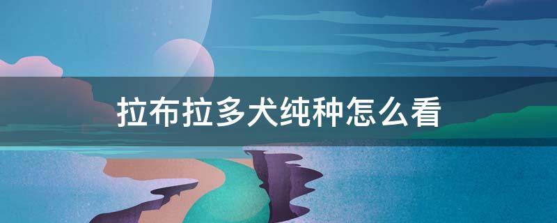 拉布拉多犬纯种怎么看 纯种拉布拉多幼犬怎么分辨