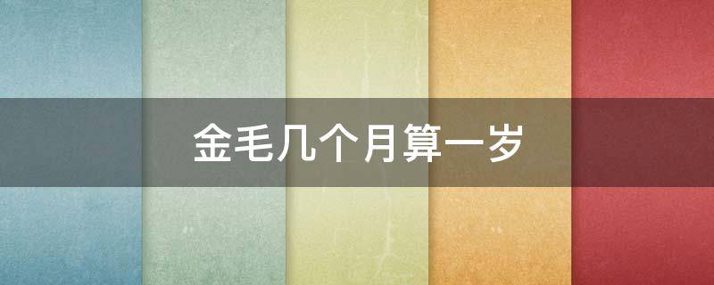 金毛几个月算一岁 金毛狗几个月算一岁