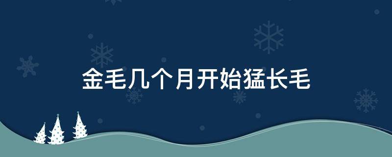 金毛几个月开始猛长毛 金毛几个月开始毛变长