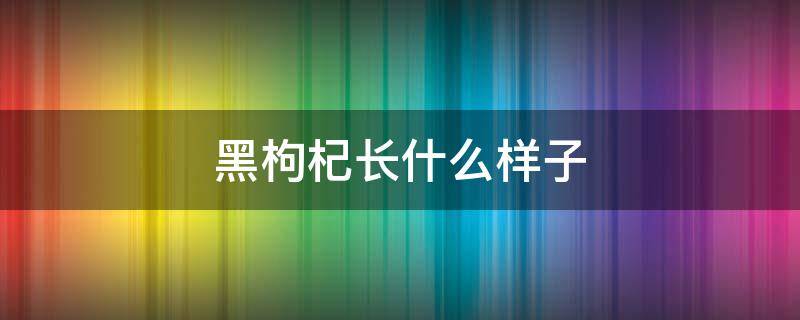 黑枸杞长什么样子（黑枸杞长什么样子植物图片）