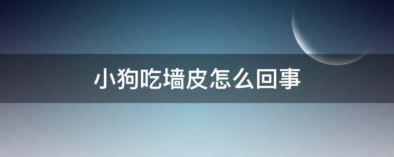 小狗吃墙皮怎么回事 狗吃墙皮是缺少什么