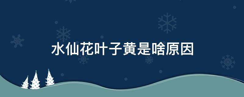 水仙花叶子黄是啥原因 水仙花黄叶是什么原因