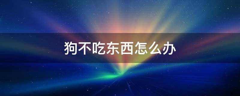 狗不吃东西怎么办（狗不吃东西怎么办还无精打采有眼屎）