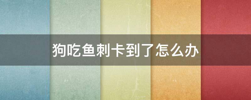 狗吃鱼刺卡到了怎么办 狗狗吃鱼吃到鱼刺卡住了怎么办