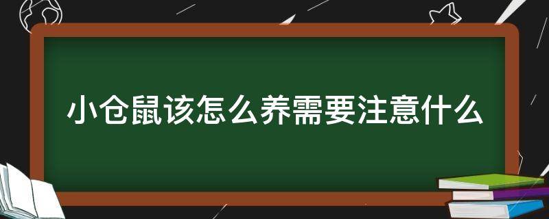 小仓鼠该怎么养需要注意什么 养小仓鼠需要注意什么?