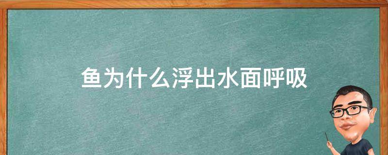 鱼为什么浮出水面呼吸 鱼为什么会一直浮出水面呼吸