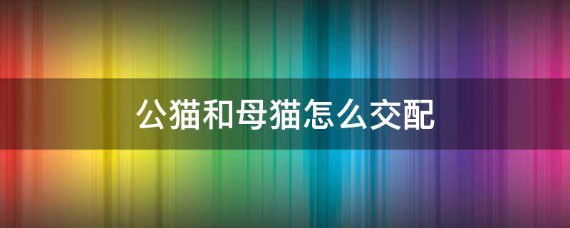 公猫和母猫怎么交配（猫配对的视频教程）