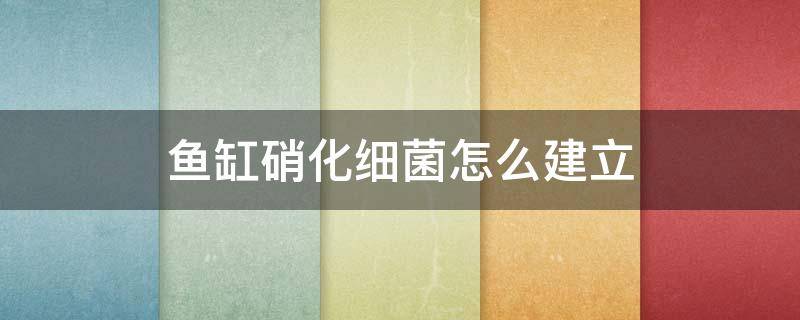 鱼缸硝化细菌怎么建立（鱼缸硝化细菌怎么建立19个步骤）